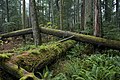 Cathedral Grove in 2006