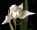 Phantom orchid (Cephalanthera rubra var. alba)