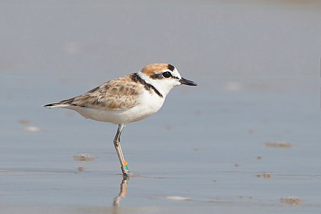 Malaysian plover, by JJ Harrison