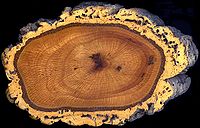 A cross section of the trunk of a cork oak, Quercus suber, showing the thick spongy bark used for making wine bottle corks