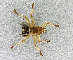 Crataerina pallida