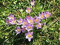 Crocus tommasinianus 'Barr's Purple'