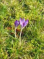 Crocus tommasinianus