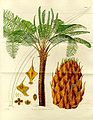 Image 6Form, leaves and reproductive structures of queen sago (Cycas circinalis) (from Tree)