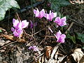 Cyclamen hederifolium 'Amaze Me'