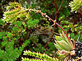 Dudleya candelabrum