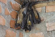 A tan bat with black wings, a black face, and an orange neck