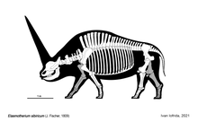 Skeletal reconstruction of Elasmotherium sibiricum