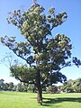 Eucalipto (Eucalyptus robusta)