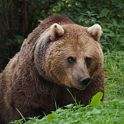 Urso-europeu (Ursus arctos arctos) no Zoológico de Whipsnade, Inglaterra. (definição 3 456 × 3 456)