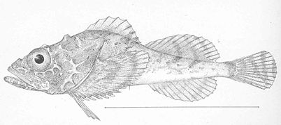 Dasycottus setiger.