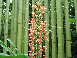 Flowers and bamboo at the zoo