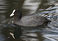 Coot: not a duck