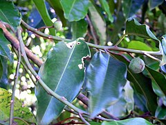 Description de l'image Galbulimima baccata RBG Sydney.JPG.