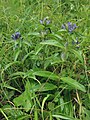 Kreuz-Enzian (Gentiana cruciata)[14]