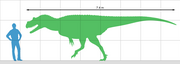 Size of Genyodectes compared to a human