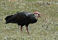 Ibis du Cap (Geronticus calvus)