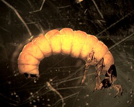 Glossosoma sp.