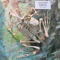 Goliath frog skeleton