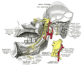 Mandibular division of trigeminal nerve, seen from the middle line.