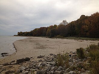 Beach and forest