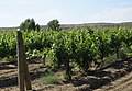 Vineyard outside Glenns Ferry