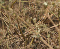 Female in Krishna Wildlife Sanctuary, Andhra Pradesh, India.