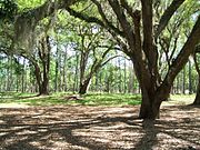 Live oaks at Kinega