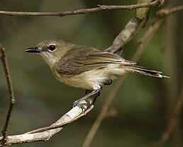 Ріроріро великодзьобий (Gerygone magnirostris)