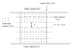 Fig. 4. The field channels run between the lateral ditches