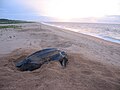 Image 1Leatherback sea turtle on the beach near the village of Galibi (from Suriname)