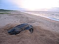 Image 24Leatherback sea turtle on the beach near the village of Galibi (from Suriname)