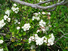 Flor de Luma apiculata