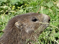 Marmotton dans le parc national de la Vanoise.