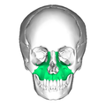 Skull. Maxilla shown in green.