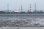 Flocks of black-headed gull and dunlin