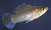 Sailfin molly (Poecilia latipinna)