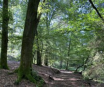 Buchenwald im Winterbachtal