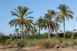 Une datteraie dans une oasis kerkenienne sur l'île de Kerkennah (Tunisie)