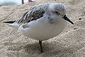A sanderling (Calidris alba) standing on one leg at the aviary.