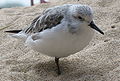 Bécasseau sanderling sur une patte