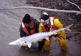 Белый лопатонос (Scaphirhynchus albus)