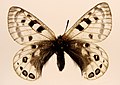 Parnassius cephalus