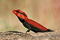 peninsular rock agama (Psammophilus dorsalis) – male breeding coloration in Keesara, Rangareddy District, Telangana, India