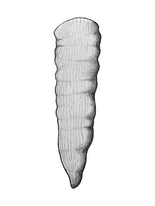 An illustration of p.angusta
