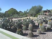 Different species of cacti on display in the Desert Botanical Garden of Phoenix.
