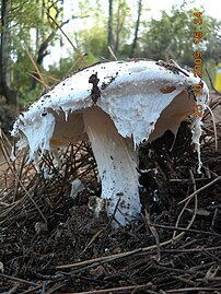 A. ovoidea with hanging veil remnants