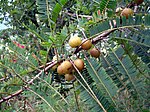 Indian gooseberry (Amalaka in Sanskrit, amla in Hindi, आवळा (āwaLā) in Marathi, Amlaki in Bengali, Nellikkai in Kannada and Tamil), ఉసిరి in Telugu -- Phyllanthus emblica, syn. Emblica officinalis