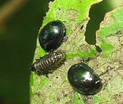 Plagiodera versicolora, larva and adults