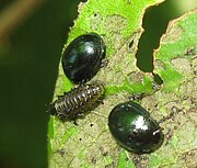 Larva and adults